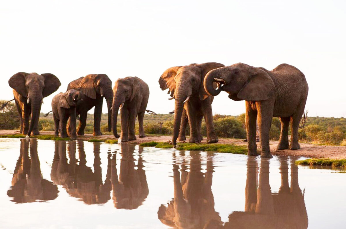 Holding the line: Inside the battle to save Hwange’s wildlife corridor