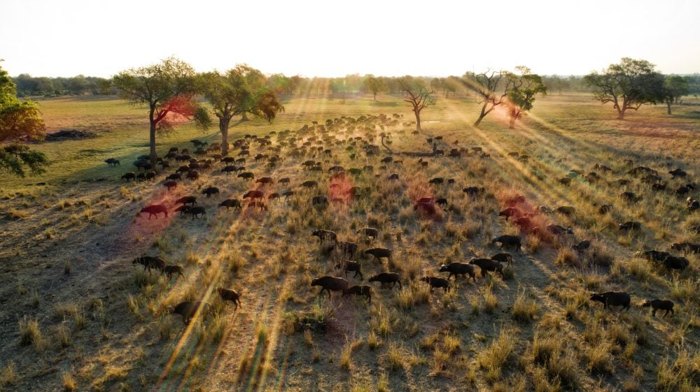 Wide view of Gonarezhou landscape near rivers and floodplains