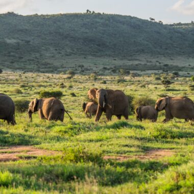 The largest rhino rewilding project ever attempted